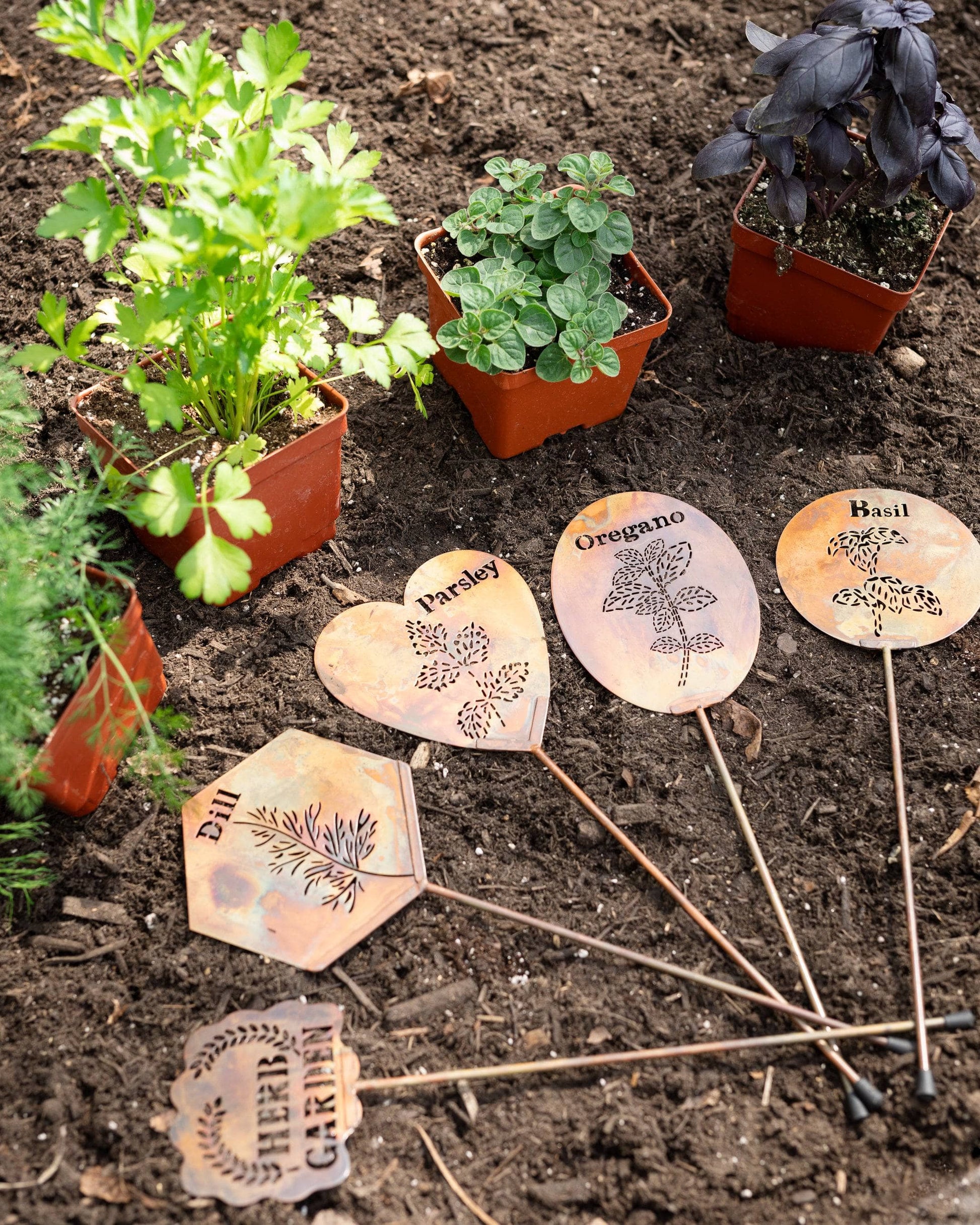 house plant stakes Ancient Graffiti ANCIENTAG86059 Basil Herb Stake