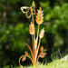 Happy Gardens - Butterfly on Plant Garden Stake