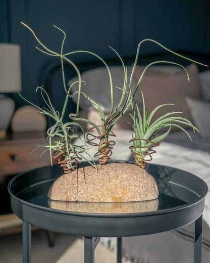 Three small air plants wrapped in brown wire spirals, growing in a round natural stone planter, displayed on a black metal side table in a modern bedroom setting.
