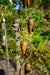 Happy Gardens - Bell Spiral Wind Chime