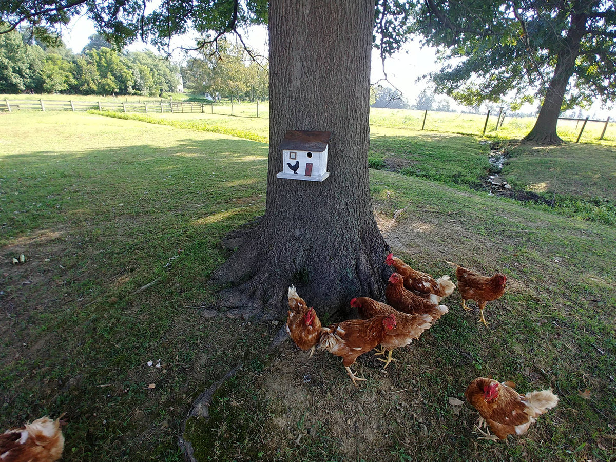 Chicken Coop Bird House