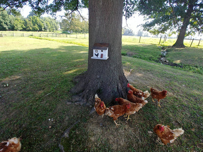 Chicken Coop Bird House