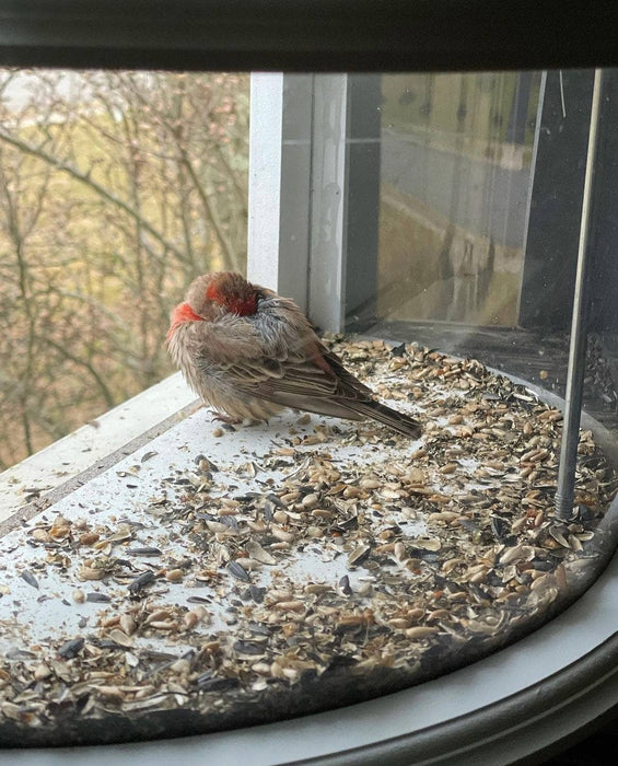 Clear View Window Bird Feeder - Happy Gardens