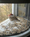 Clear View Window Bird Feeder - Happy Gardens