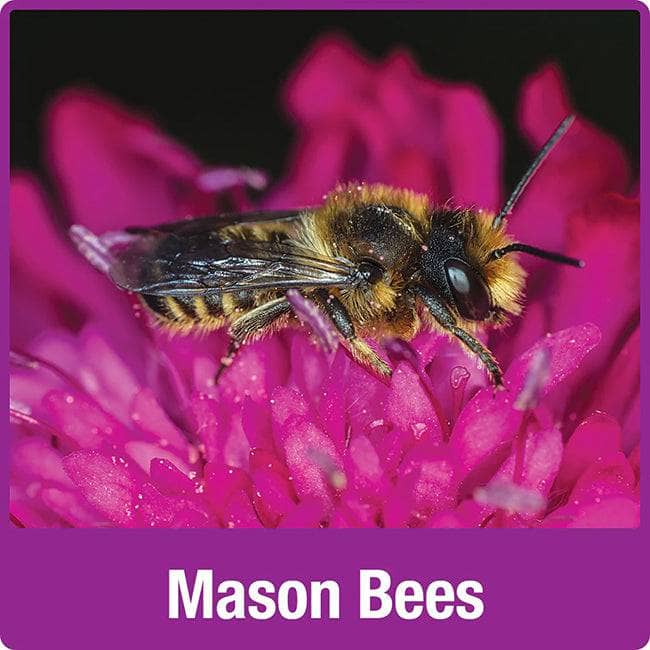 Farmhouse Bee Barn - Happy Gardens