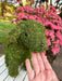 Puppy Moss Planter - Happy Gardens