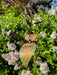 Happy Gardens - Dove Hanging Branch Ornament