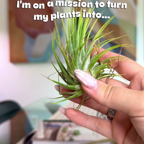 Copper Air Plant Holder - Happy Gardens