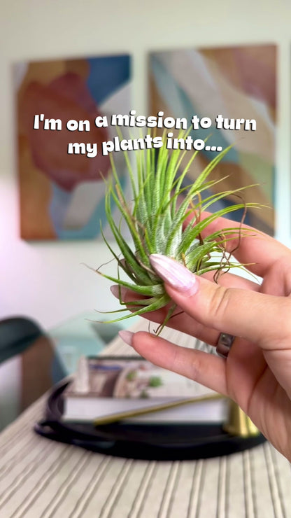 Copper Air Plant Holder - Happy Gardens