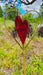 Happy Gardens - Blue Heart Disc Garden Stake