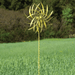 Happy Gardens - Yellow Pinwheel Wind Spinner 22"