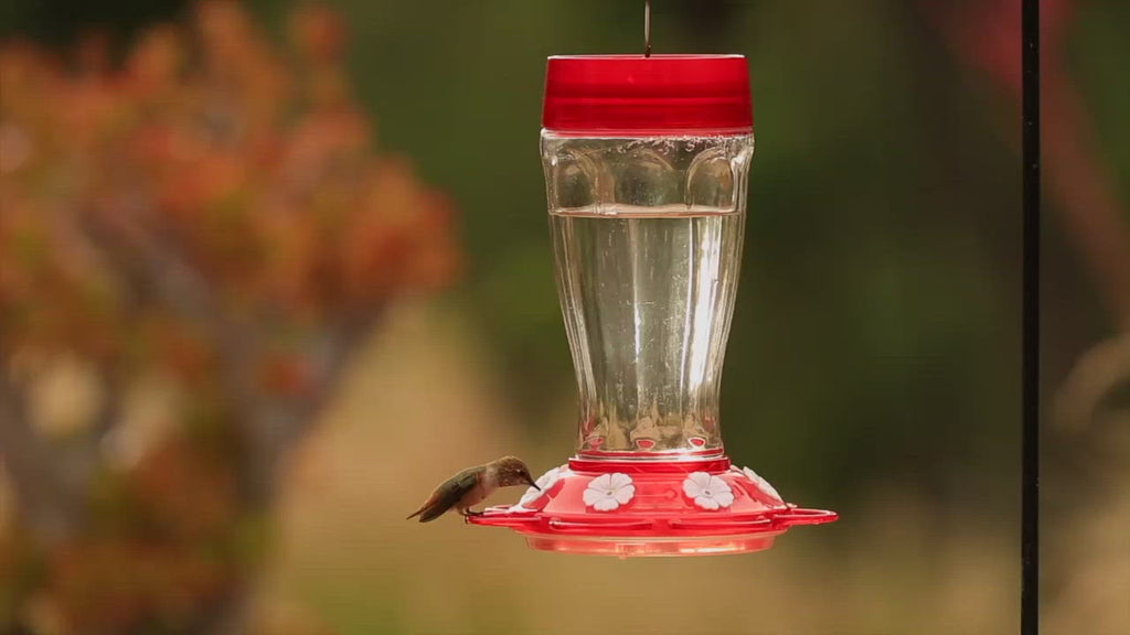 Big Gulp Hummingbird Feeder - Happy Gardens
