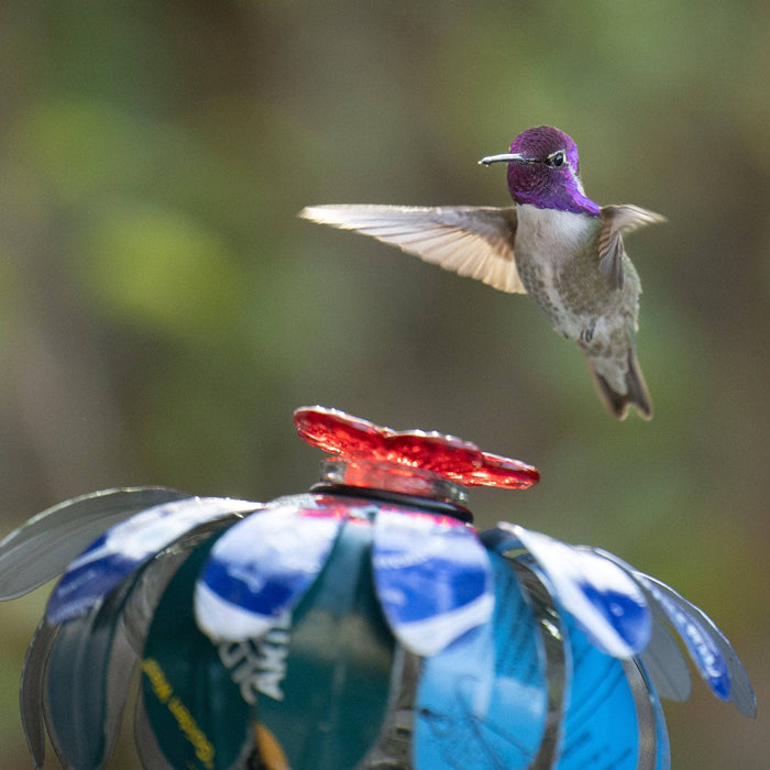 Sugar Shack Hummingbird Feeder w/ Hook - Happy Gardens