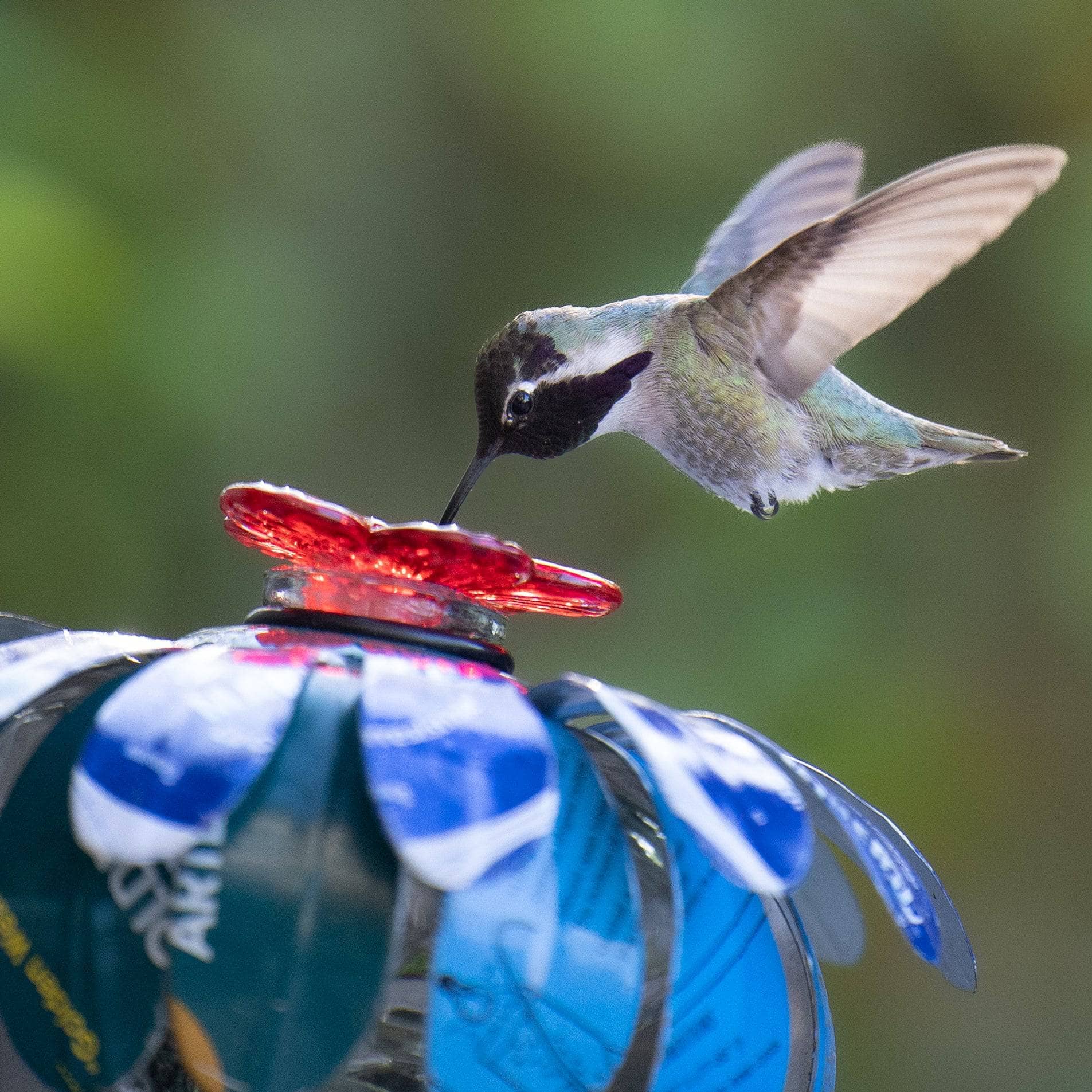 Sugar Shack Hummingbird Feeder w/ Hook - Happy Gardens
