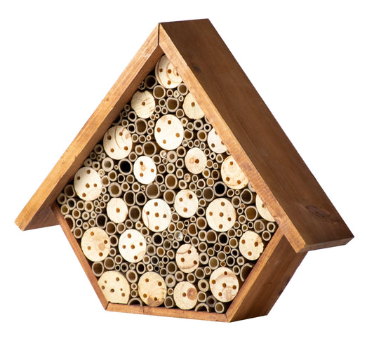 Beneficial Bug House Aster - Happy Gardens