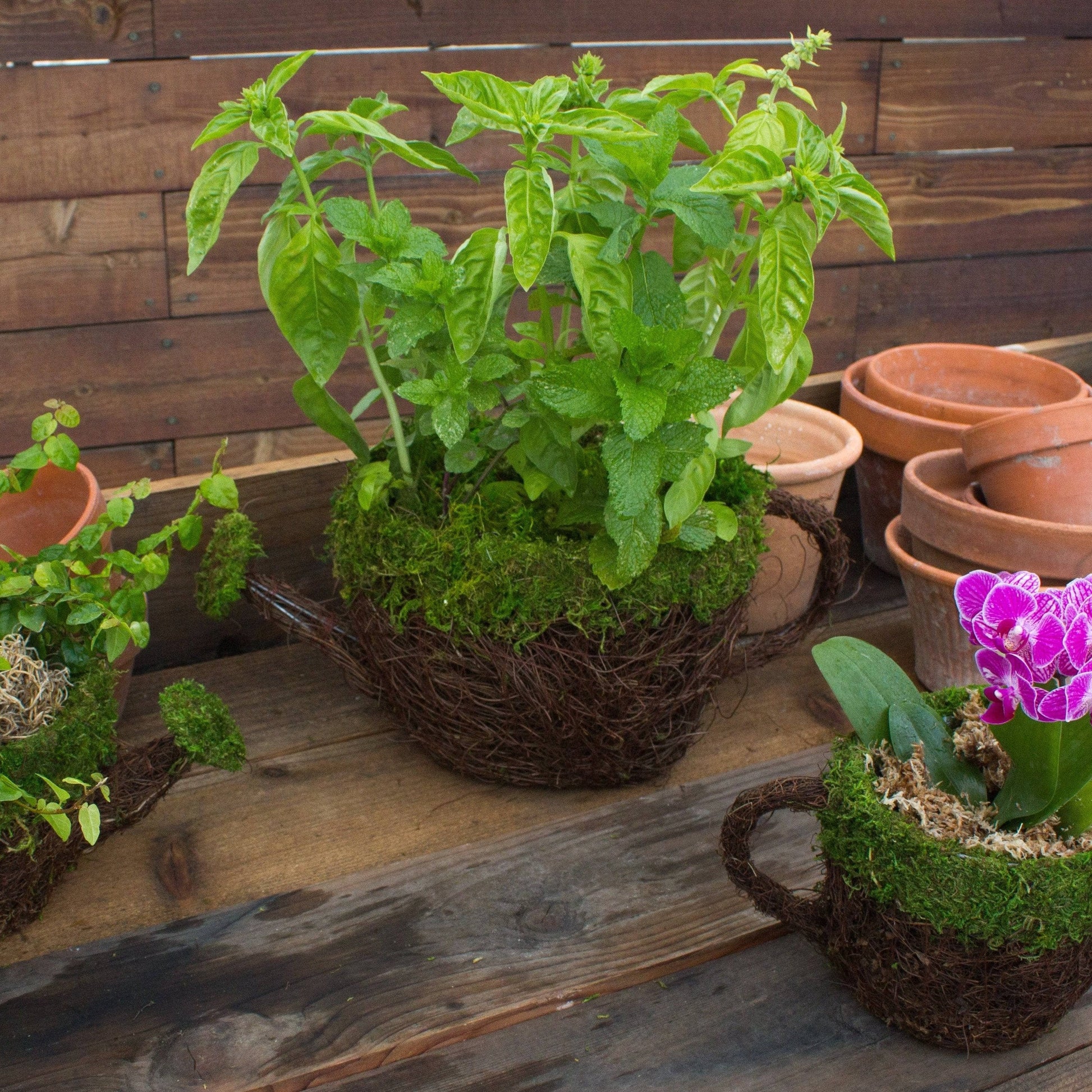 Watering Can Moss Planter - Happy Gardens