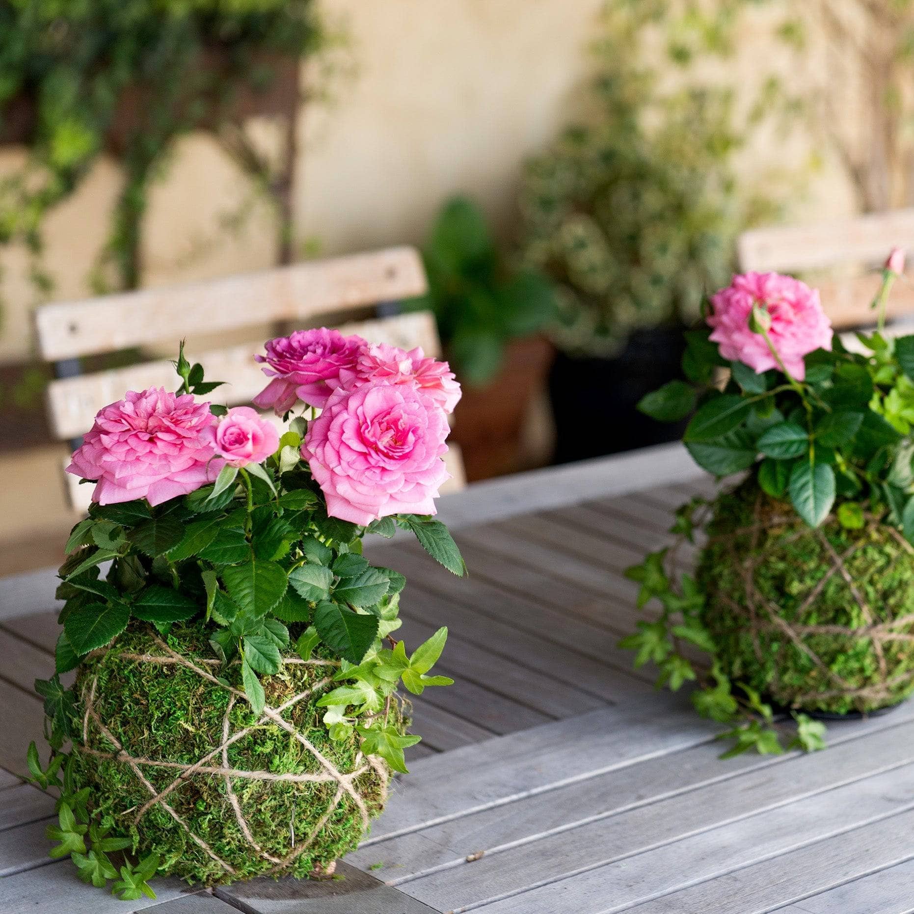 Original Kokedama Moss Kit - Happy Gardens