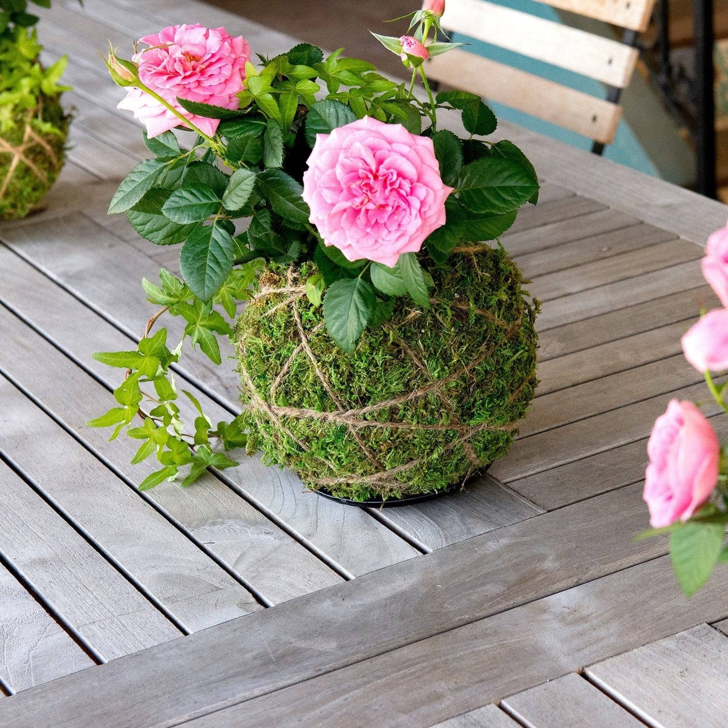 Original Kokedama Moss Kit - Happy Gardens