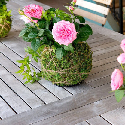 Original Kokedama Moss Kit - Happy Gardens