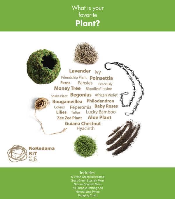 kokedama peace lily Original Kokedama Moss Kit