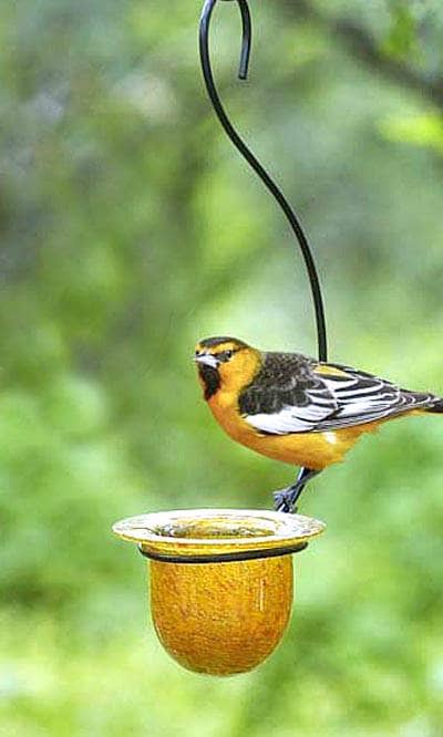 Mandarin Recycled Glass Oriole Feeder - Happy Gardens