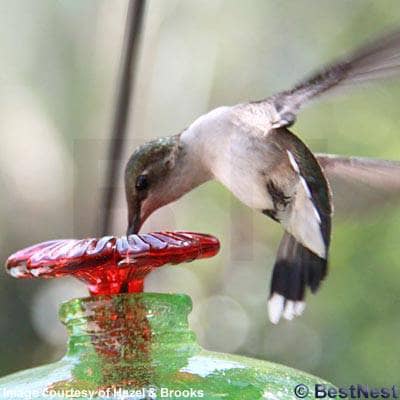 Mini-Blossom Hummingbird Feeder with Stake - Happy Gardens