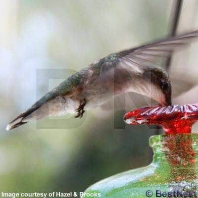 Mini-Blossom Hummingbird Feeder with Stake - Happy Gardens