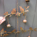 Birds and Branches Wind Chime - Happy Gardens