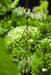 Happy Gardens - Aspen with Bells Garden Ornament