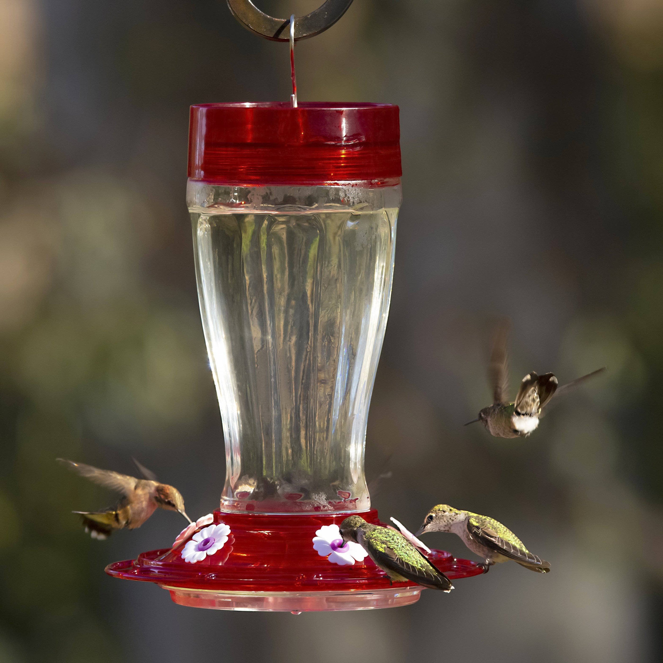 Hummingbird Feeder - Big Gulp