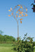 Happy Gardens - Butterfly on Branch Garden Stake