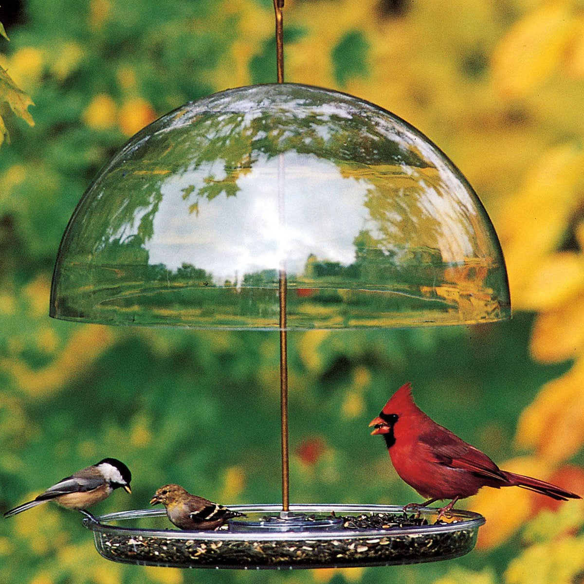 Bird Feeder - Dorothy's Cardinal