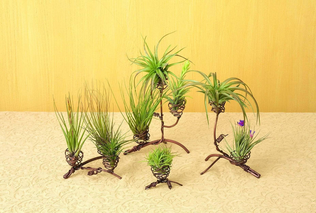 Double Air Plant Holder