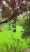 Lunch Pail Hummingbird Feeder, Green - Happy Gardens
