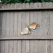 Happy Gardens - Hanging Butterfly