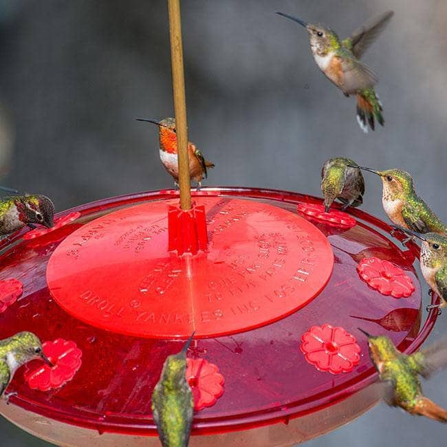Happy Eight-2 Hummingbird Feeder - Happy Gardens