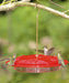 HummZinger Excel Hummingbird Feeder, 16 oz. - Happy Gardens
