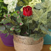 Happy Gardens - Red Rose Plant Pick