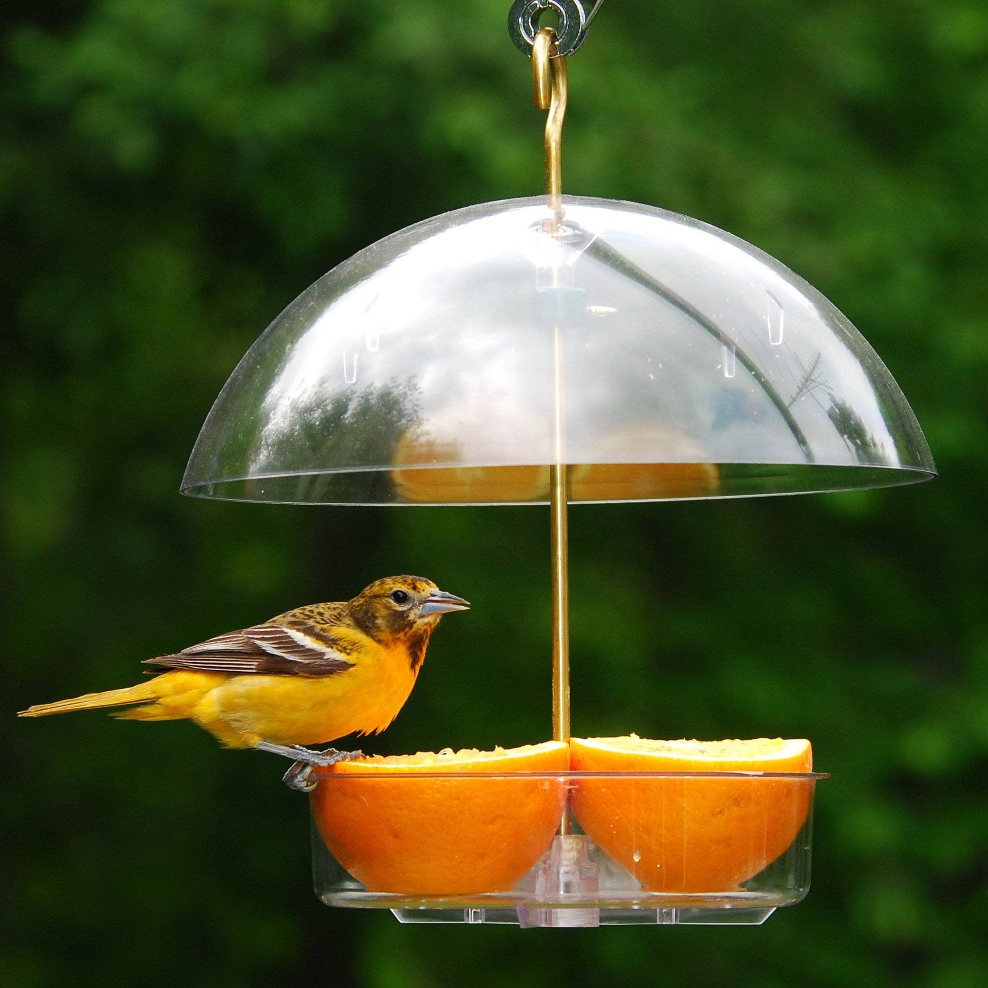 Seed Saver Domed Bird Feeder - Happy Gardens