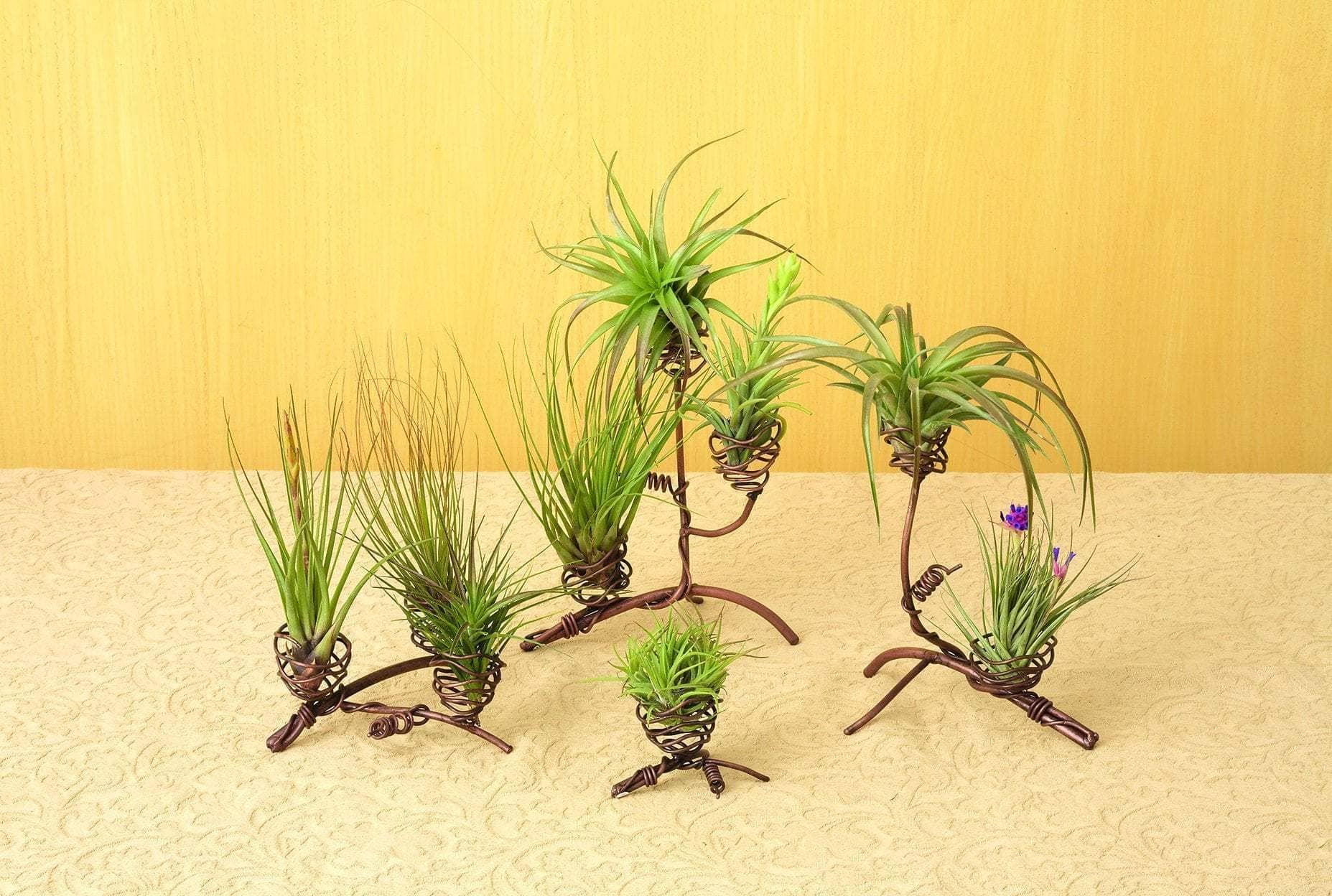 Single Air Plant Holder