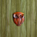 Happy Gardens - Solid Owl Wall Hanging