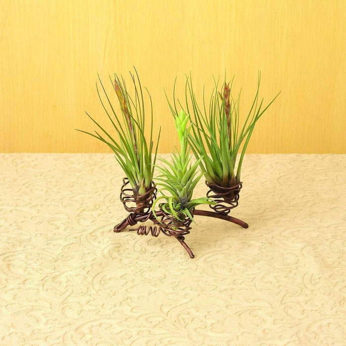 Happy Gardens - Triple Air Plant Holder